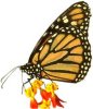butterfly100.jpg (4158 bytes)